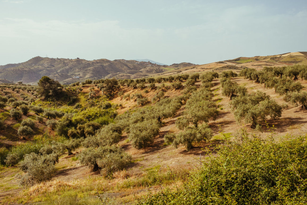 Reisebericht Andalusien: Malaga, Granada, Nerja, Ronda, Alozaina