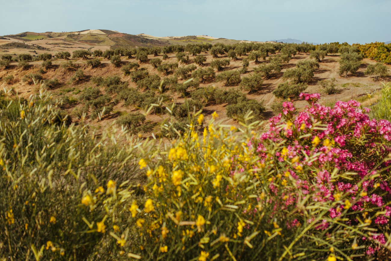 Reisebericht Andalusien: Malaga, Granada, Nerja, Ronda, Alozaina