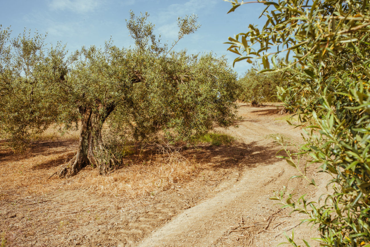 Reisebericht Andalusien: Malaga, Granada, Nerja, Ronda, Alozaina