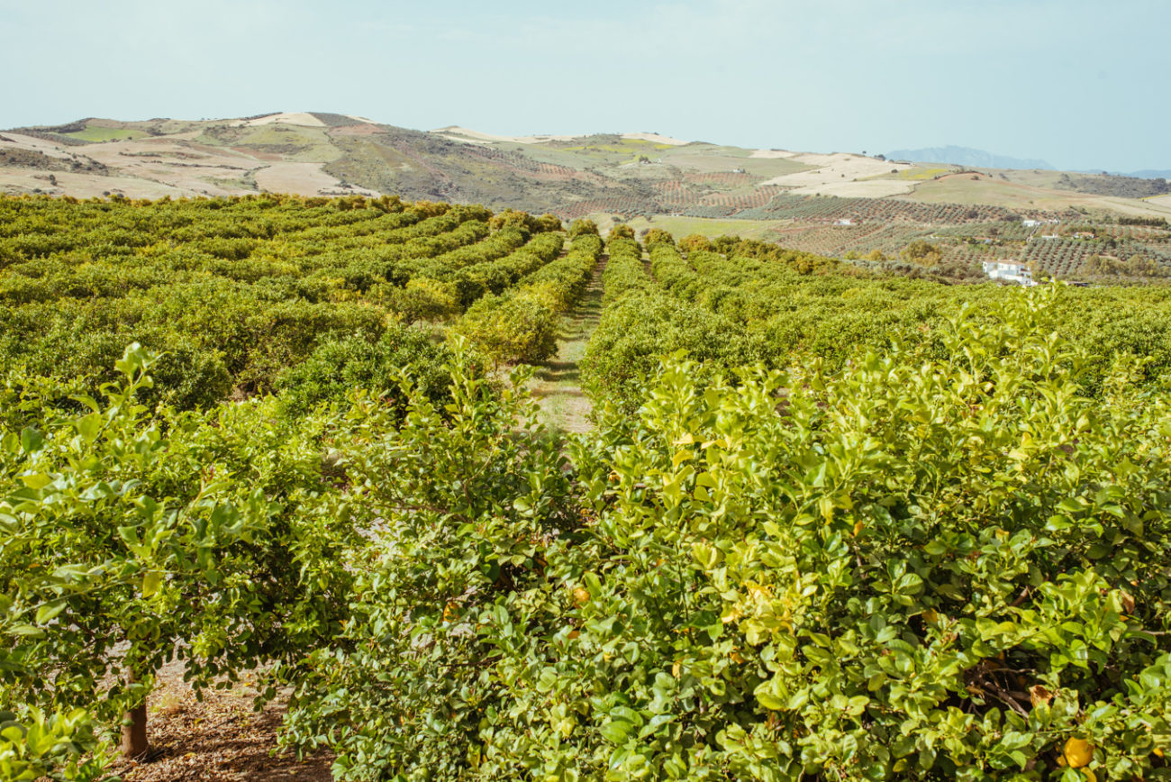 Reisebericht Andalusien: Malaga, Granada, Nerja, Ronda, Alozaina