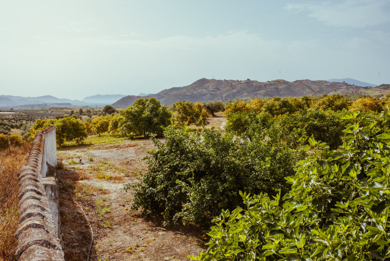 Reisebericht Andalusien: Malaga, Granada, Nerja, Ronda, Alozaina