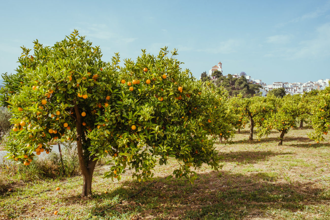 Reisebericht Andalusien: Malaga, Granada, Nerja, Ronda, Alozaina