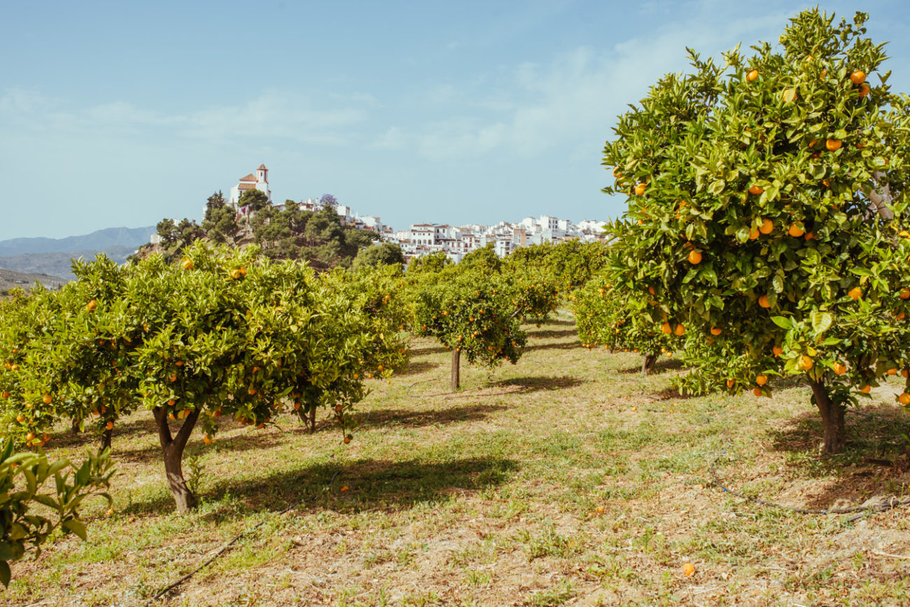 Reisebericht Andalusien: Malaga, Granada, Nerja, Ronda, Alozaina