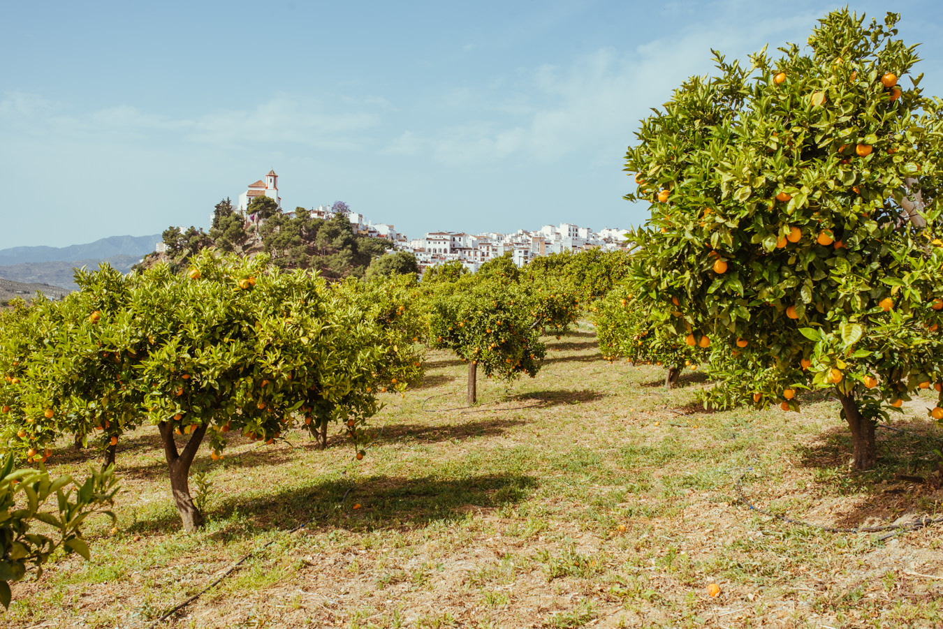 Reisebericht Andalusien: Malaga, Granada, Nerja, Ronda, Alozaina Reisebericht Andalusien: Malaga, Granada, Nerja, Ronda, Alozaina