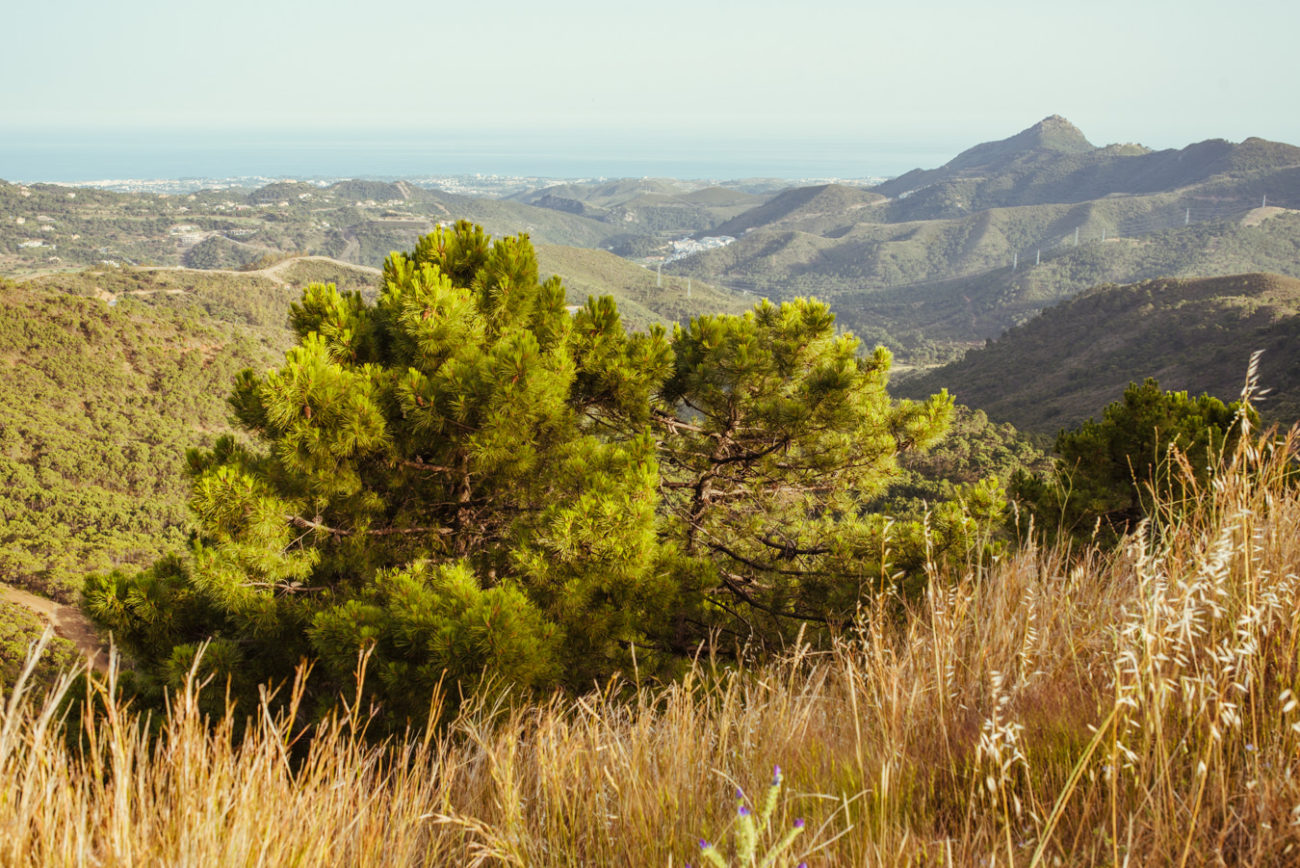 Reisebericht Andalusien: Malaga, Granada, Nerja, Ronda, Alozaina