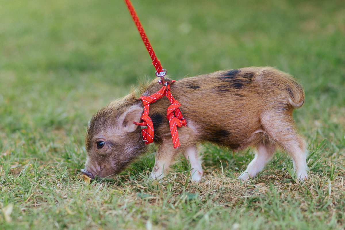 Hochzeit im Landhaus am See