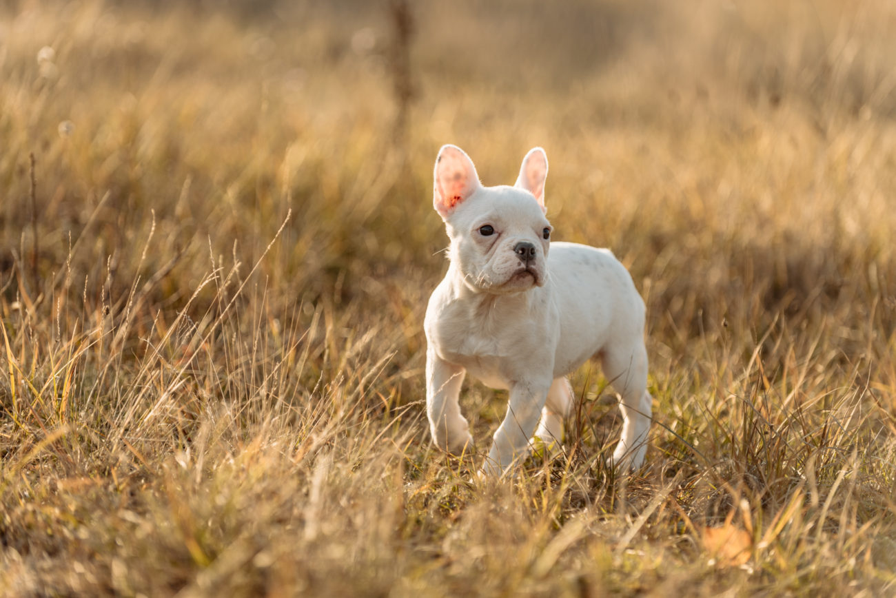 Hundefotografie Hannover
