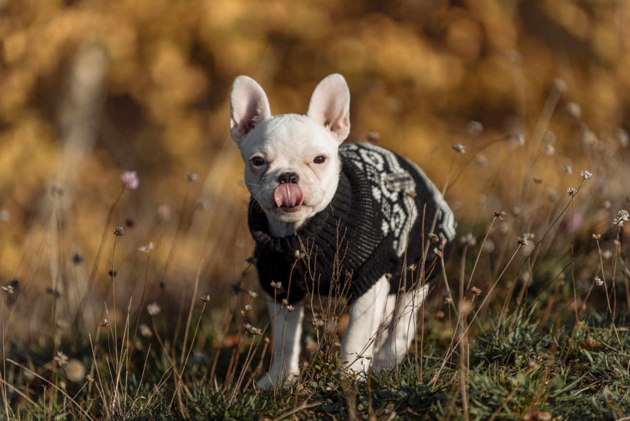 Hundefotografie Hannover