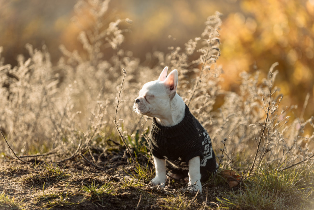 Hundefotografie Hannover