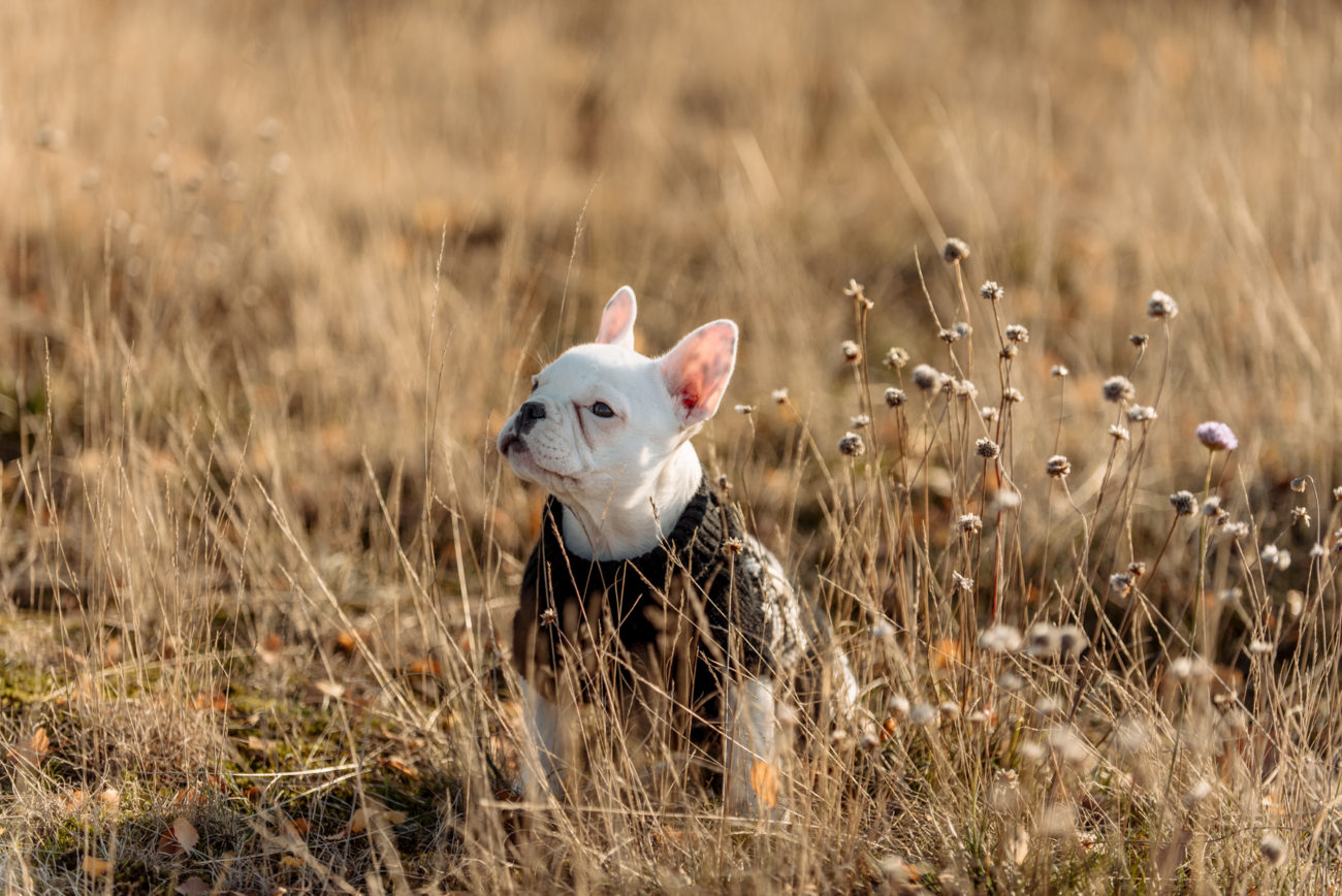 Hundefotografie Hannover