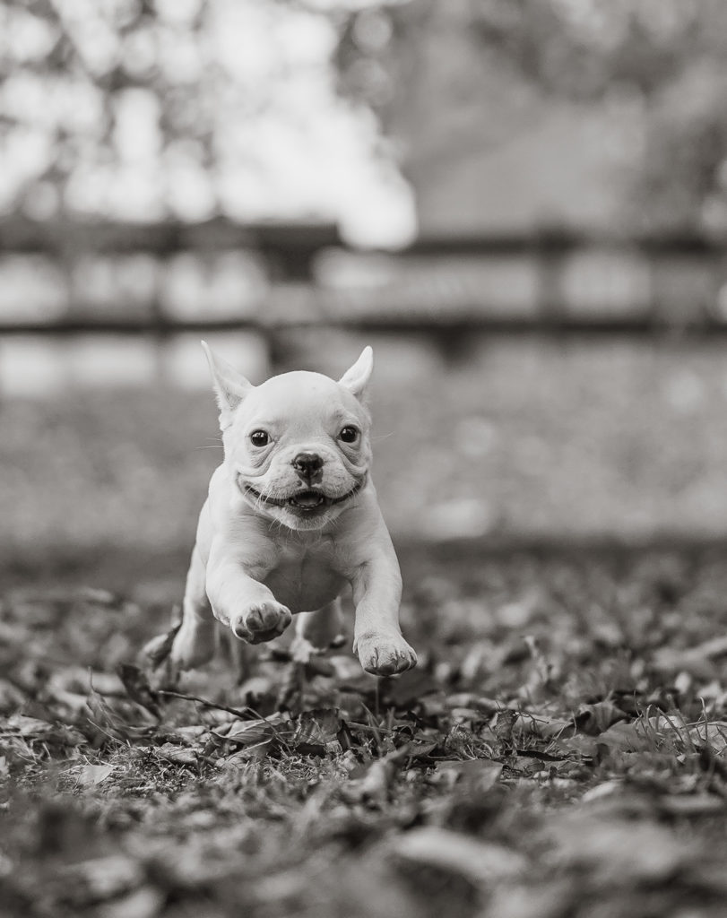 Hundefotografie Hannover