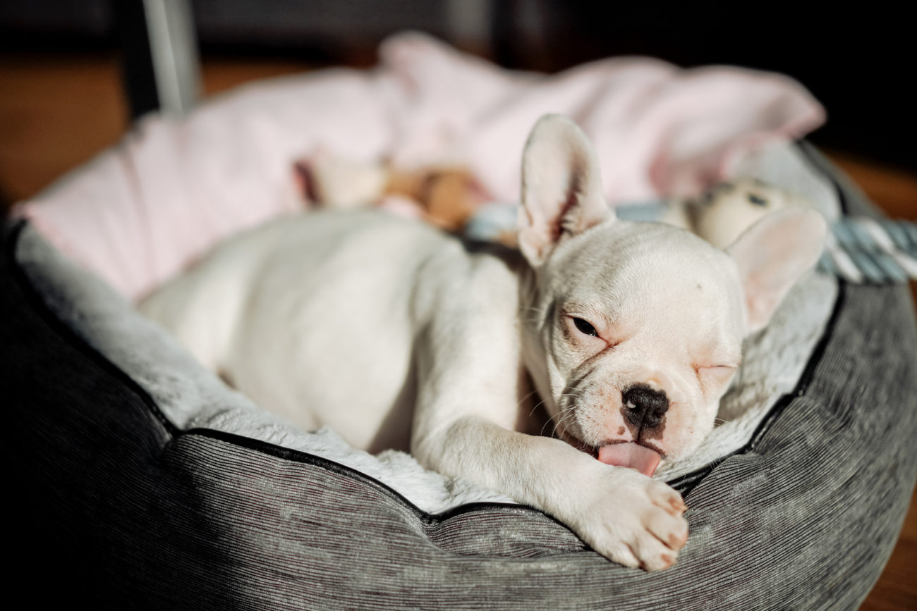 Hundefotografie Hannover