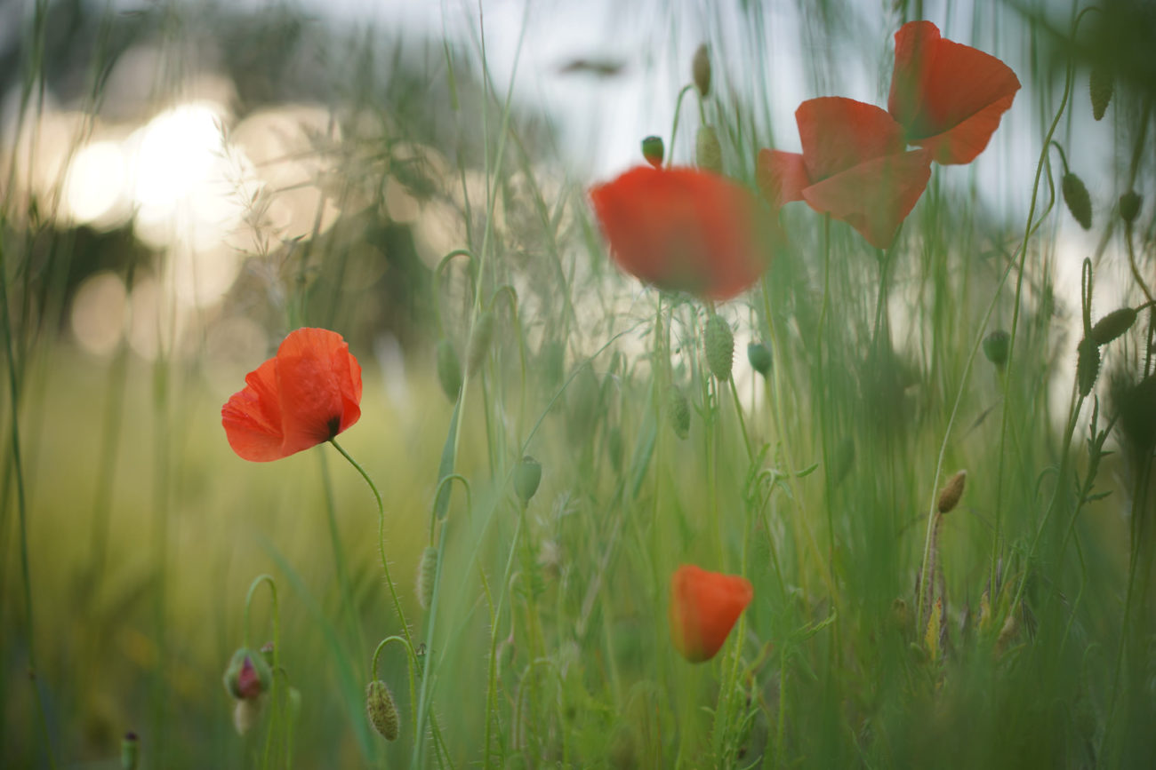 Blühende Mohnfelder in Hannover. Wunderschöne Mohn Fotos